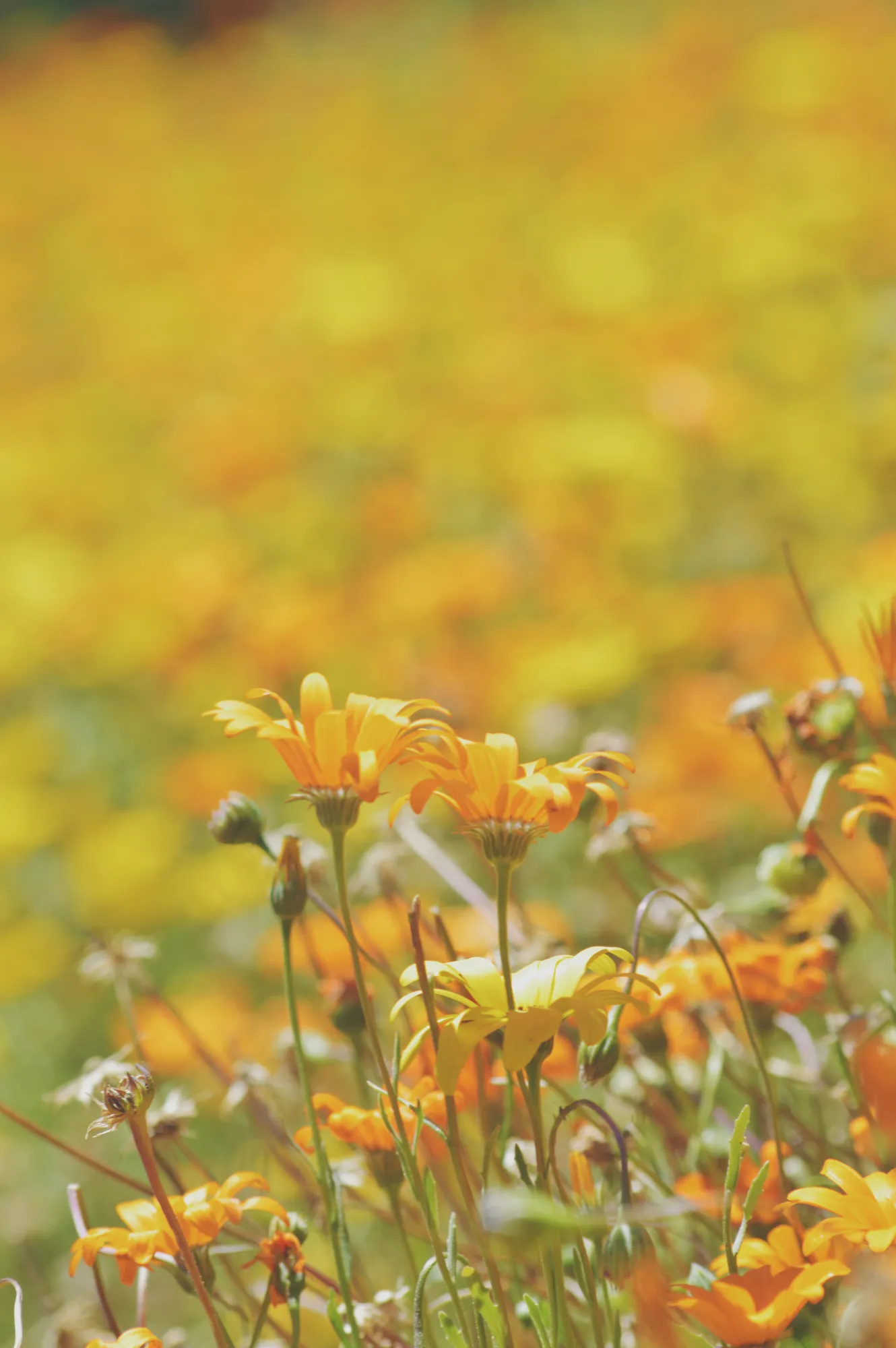 2021-10-09 - Walter Sisulu National Botanical Gardens - Yellow flowers